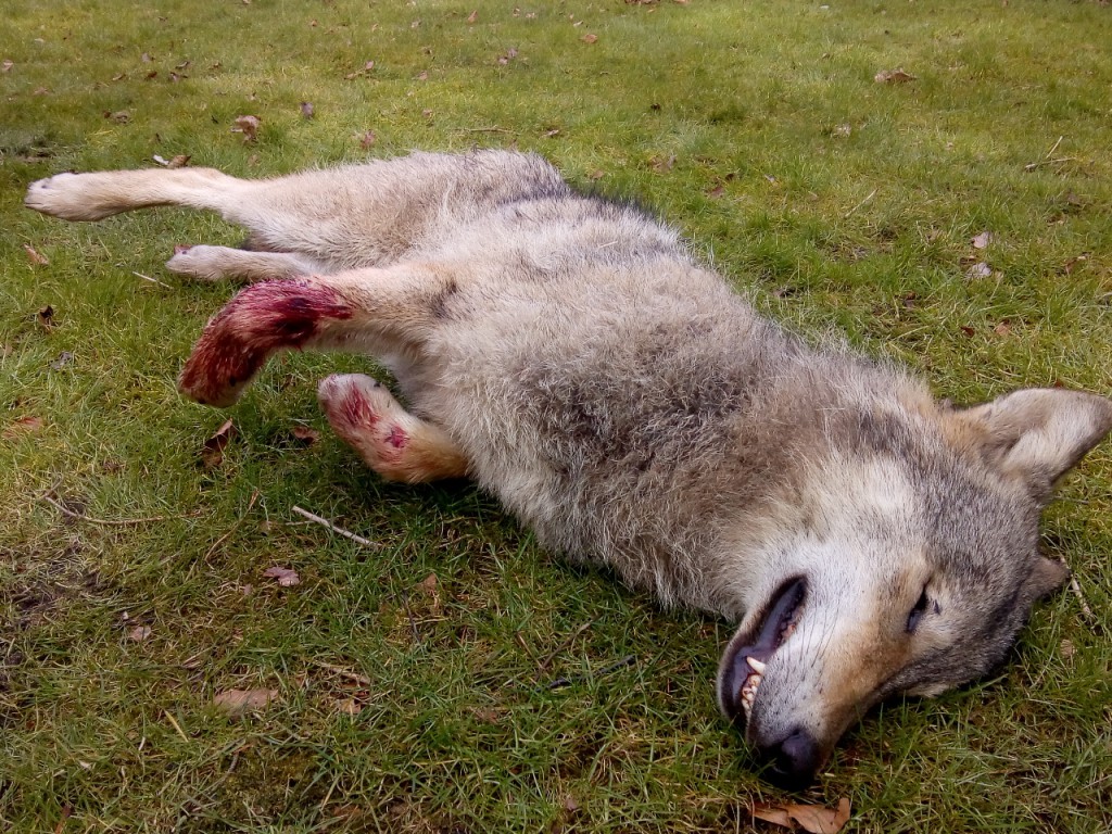 Wolf doodgereden in Opoeteren - foto: Jan Loos