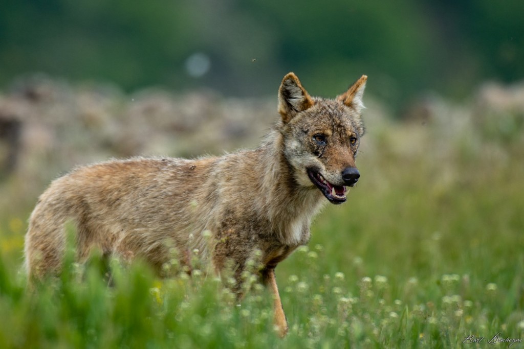 Europese wolf - foto: Bart Ducheyne