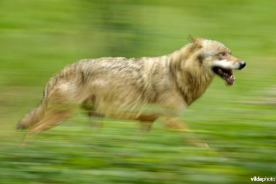 Zwervende wolf - foto: Vildaphoto