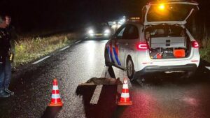 Drie wolven dood langs omheining Hoge Veluwe