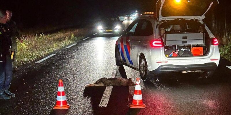 Drie wolven dood langs omheining Hoge Veluwe