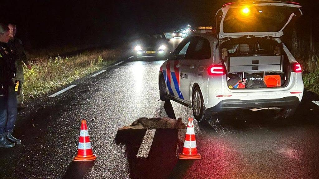 Drie wolven dood langs omheining Hoge Veluwe
