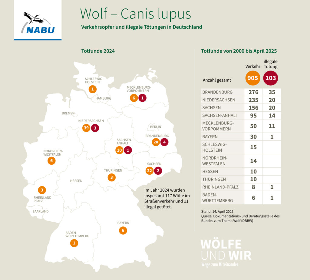 Dode wolven in Duitsland van 2000 tot 2025 - bron: NABU