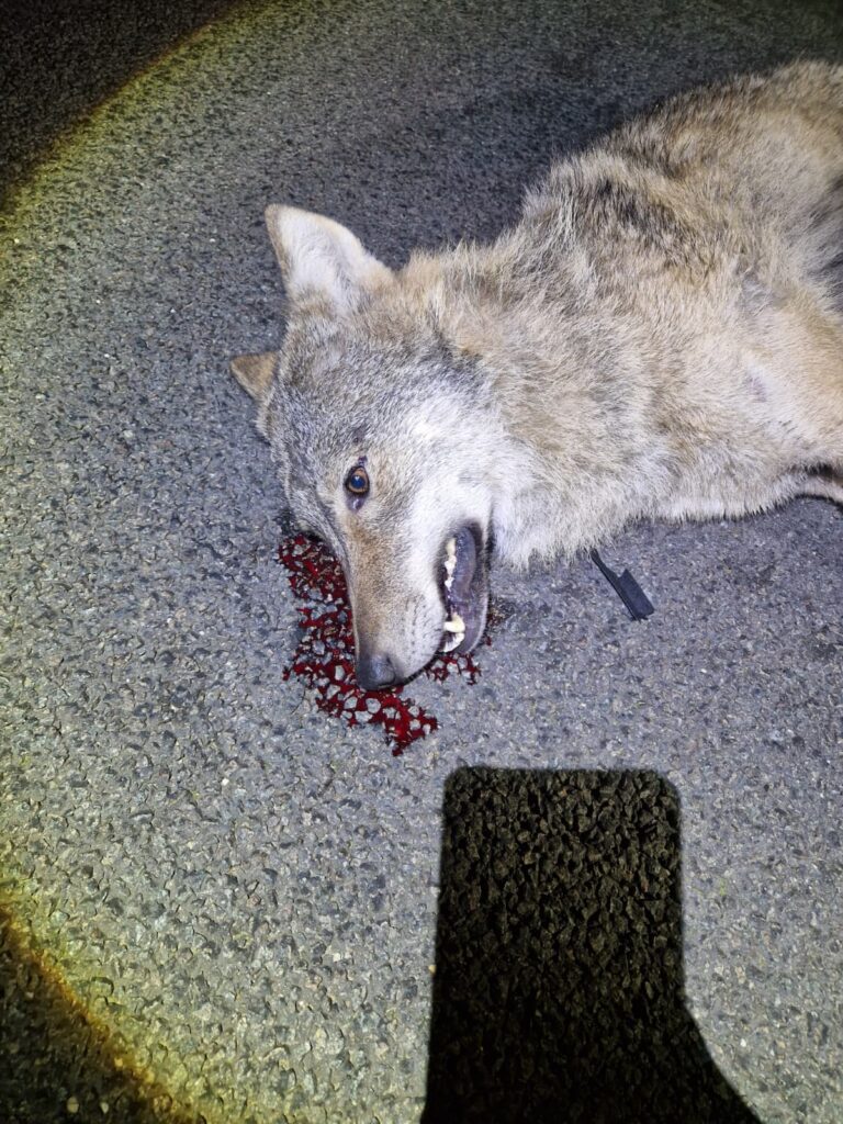Doodgereden wolf – foto: Jan Loos