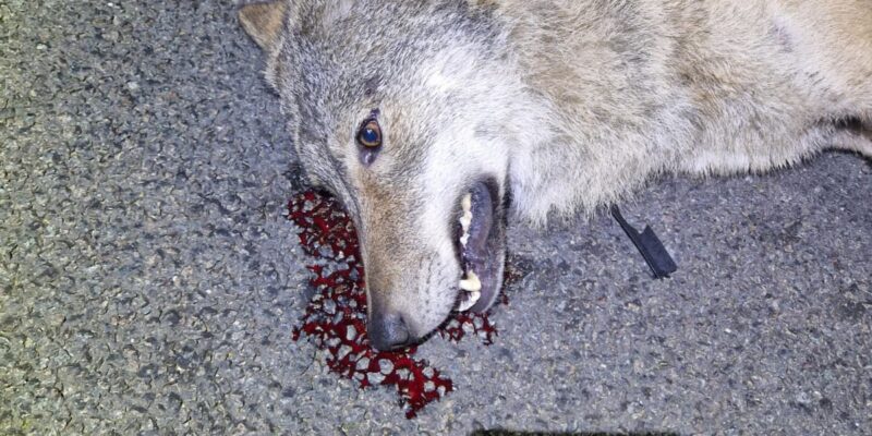 Doodgereden wolf – foto: Jan Loos