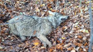 Wolf doodgereden op noord-zuidverbinding – foto: Agentschap Natuur en Bos