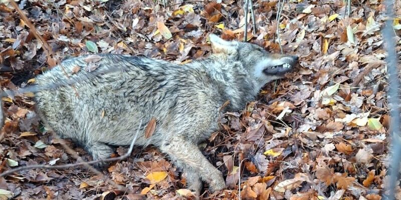 Wolf doodgereden op noord-zuidverbinding – foto: Agentschap Natuur en Bos