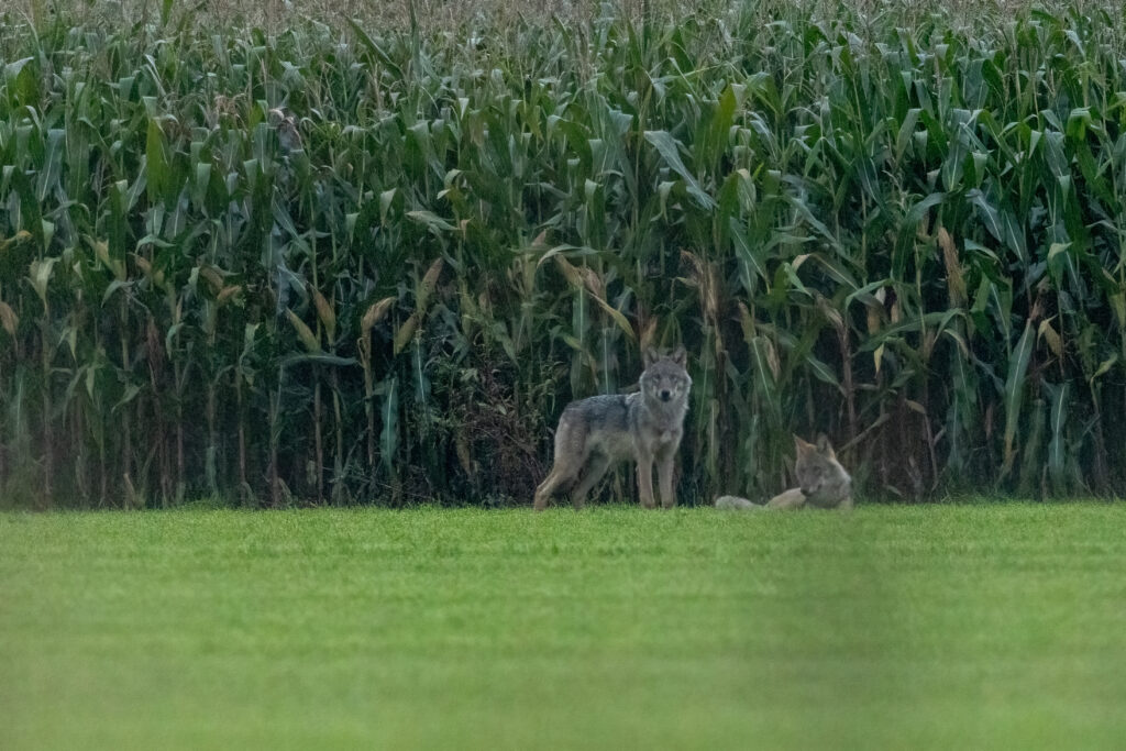 Twee welpen in Peer op 16 september 2023 – foto: David Van den Broeck