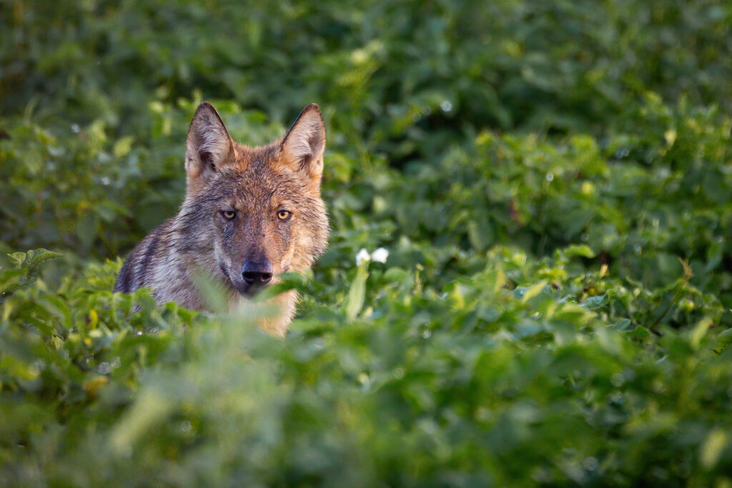 Welp in aardappelveld in Peer op 20 augustus 2023 – foto: Jochen Lambrechts