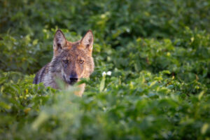 Welp in aardappelveld in Peer op 20 augustus 2023 – foto: Jochen Lambrechts