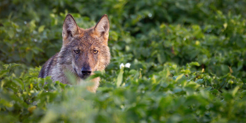 Welp in aardappelveld in Peer op 20 augustus 2023 – foto: Jochen Lambrechts