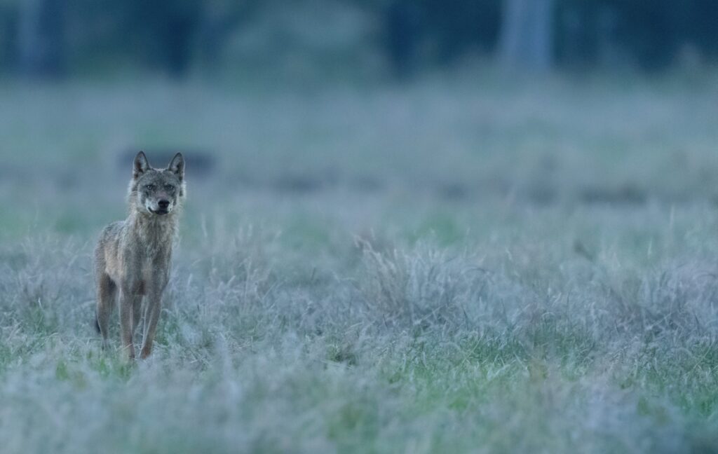 Wolf Billy – foto: Pieter-Jan D'Hondt