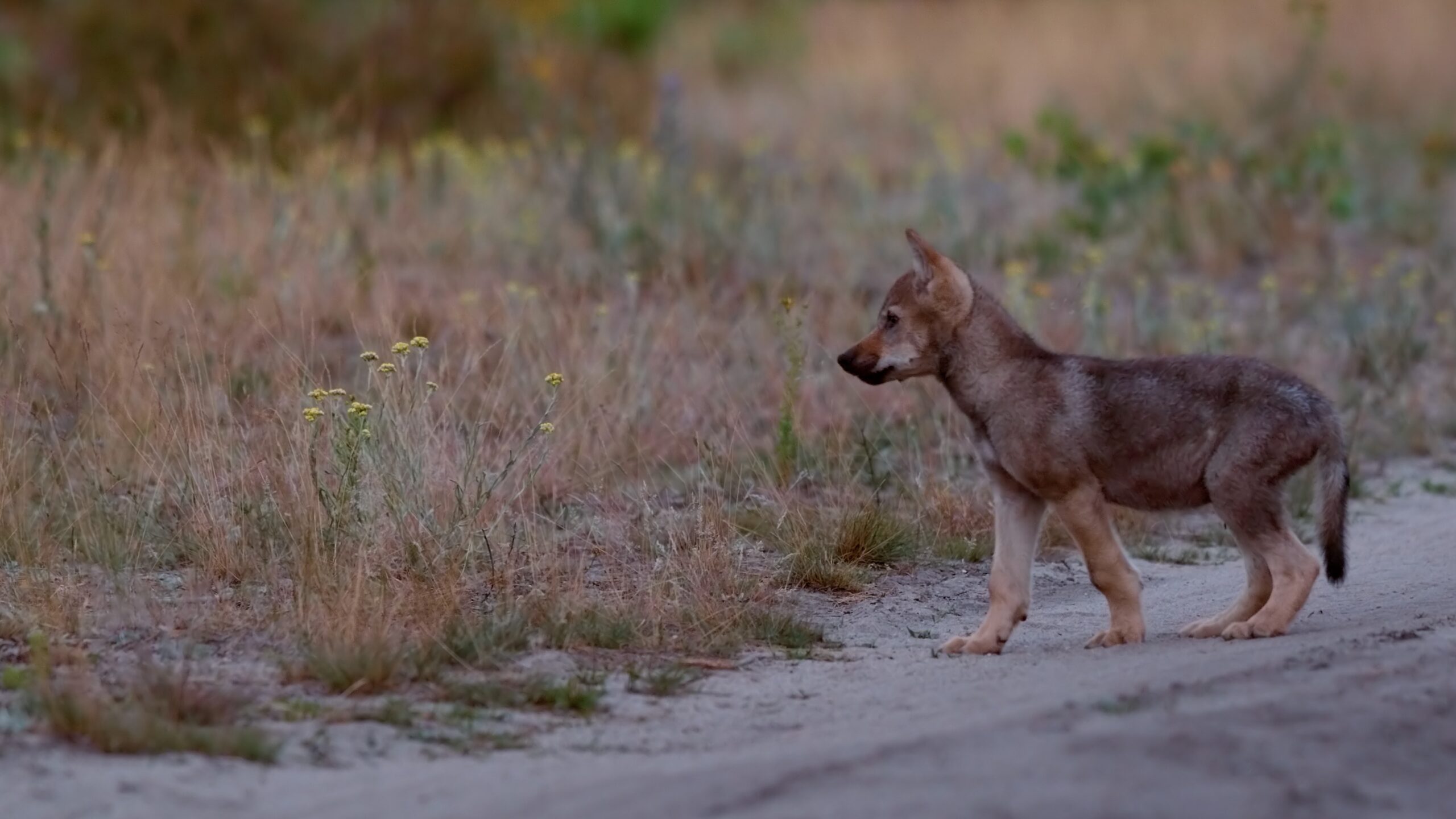 Wolvenpup – foto: Cees van Kempen