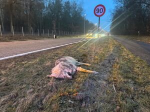 Doodgereden wolf N76 Oudsbergen (5 februari 2026) - foto: Natuurhulpcentrum