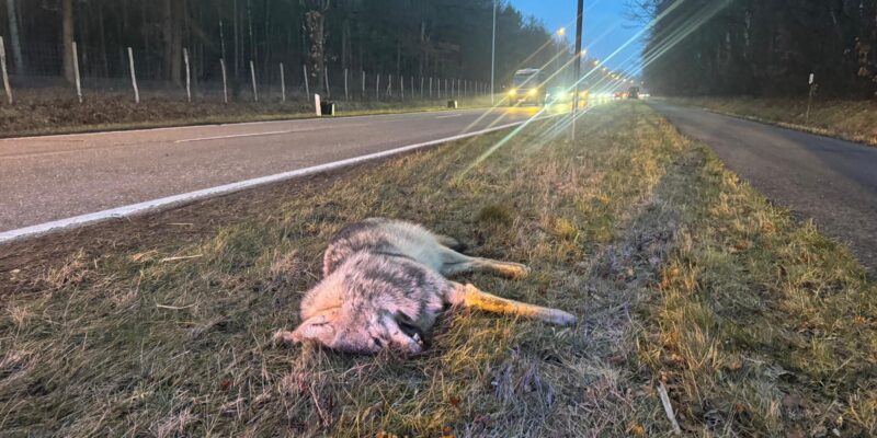 Doodgereden wolf N76 Oudsbergen (5 februari 2026) - foto: Natuurhulpcentrum