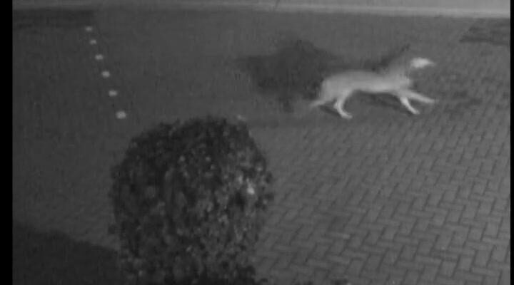 Wolf Smeermaas – foto: Welkom Wolf