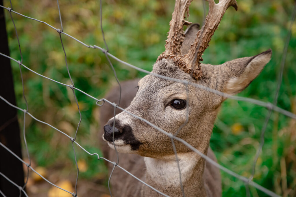 Reebok geconfronteerd met omheining – foto: Shutterstock