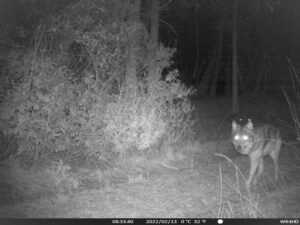 Wolf - foto: Welkom Wolf