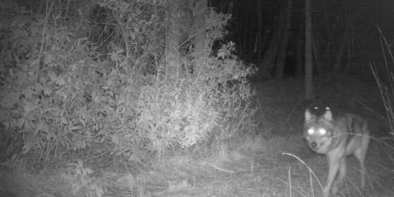 Wolf - foto: Welkom Wolf