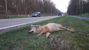 Doodgereden wolf N76 Oudsbergen - 19 maart 2026 - foto: Natuurhulpcentrum & Welkom Wolf