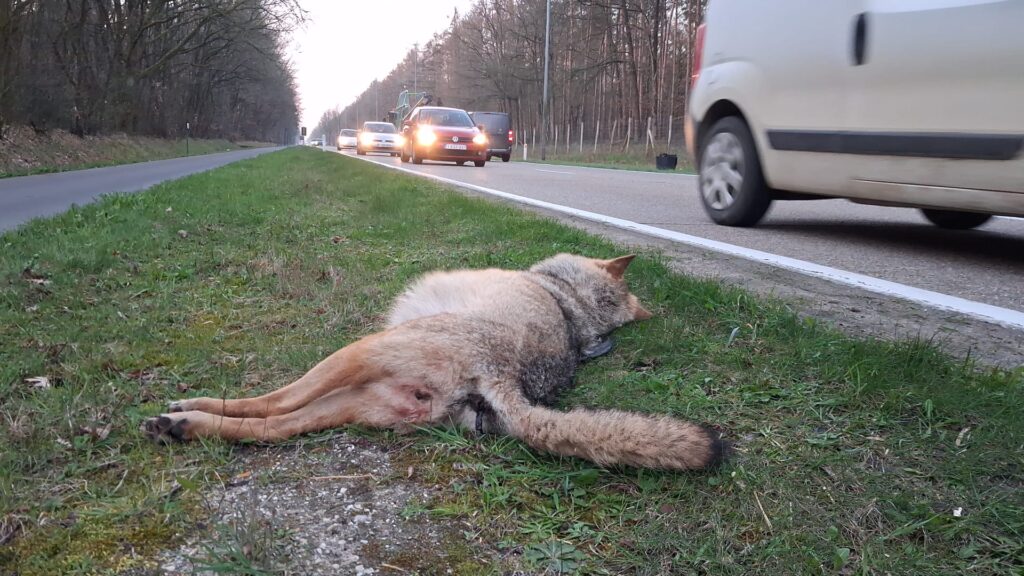 Doodgereden wolf N76 Oudsbergen - 19 maart 2026 - foto: Natuurhulpcentrum en Welkom Wolf