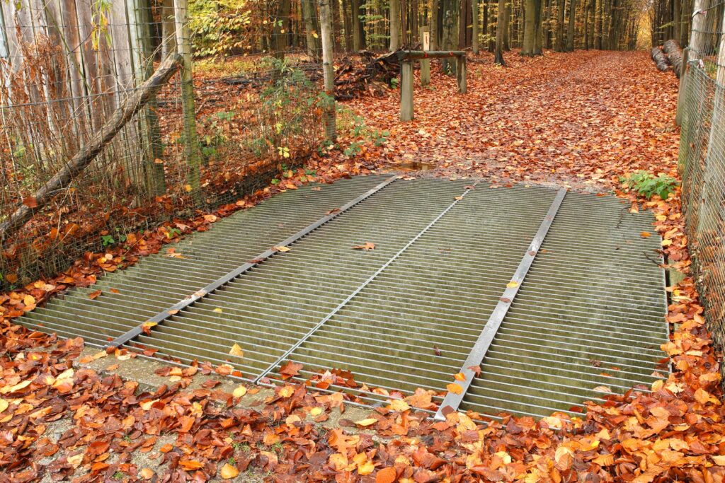 Wildrooster – foto: Wouter Pattyn