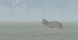 20260414 - Overal zwervende jongen wolven