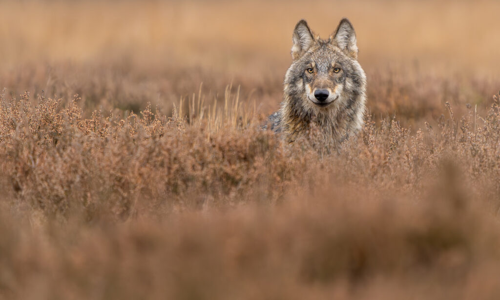 Wolf – foto: Ramon van Bentum