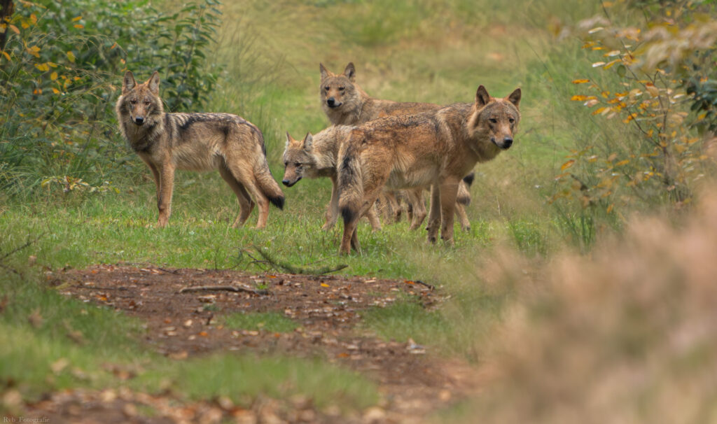 Wolven – foto: Ramon van Bentum