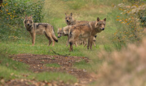 Wolven – foto: Ramon van Bentum