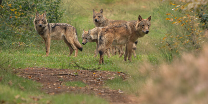 Wolven – foto: Ramon van Bentum