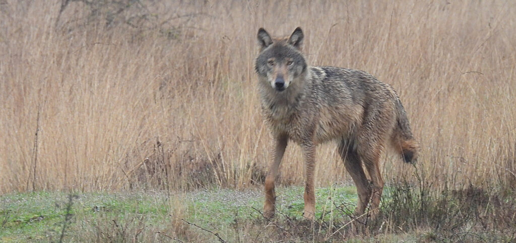 Wolvin Emma – foto: Welkom Wolf