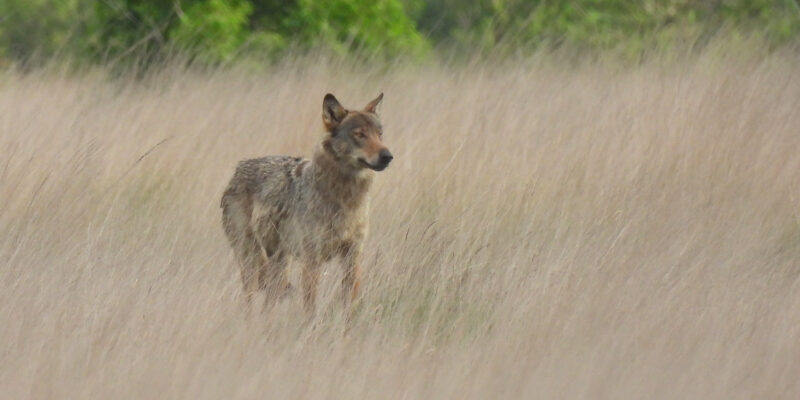 Wolvin Emma – foto: Welkom Wolf