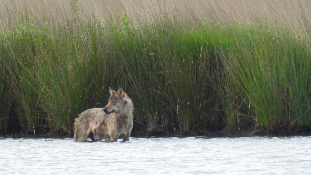 Wolvin Emma – foto: Welkom Wolf