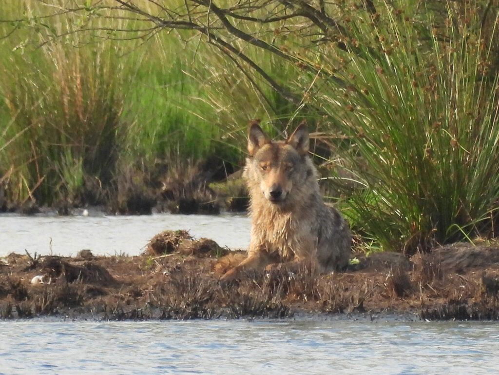 Wolvin Emma – foto: Welkom Wolf